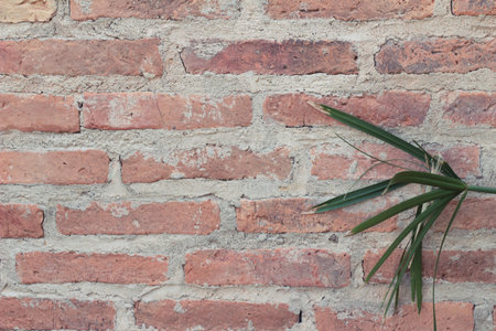 Beautiful green vine is beside the wallの写真素材