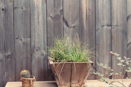 Beautiful small the cactus in the potの写真素材
