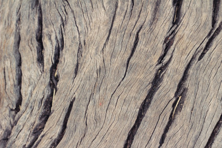 Old wooden beauty wall background and texture