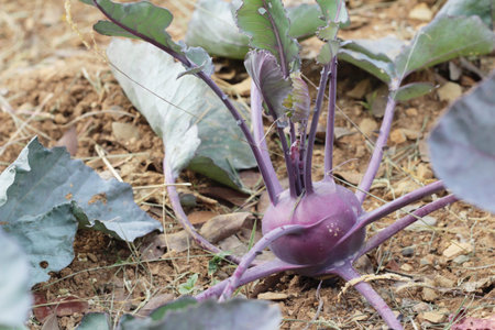 raw organic purple beetroot in the gardenの写真素材