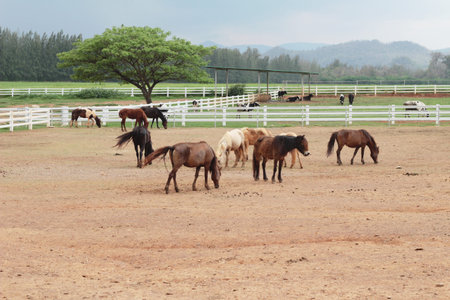 The herd of horses in the farm