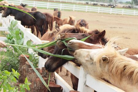 The herd of horses in the farmの写真素材