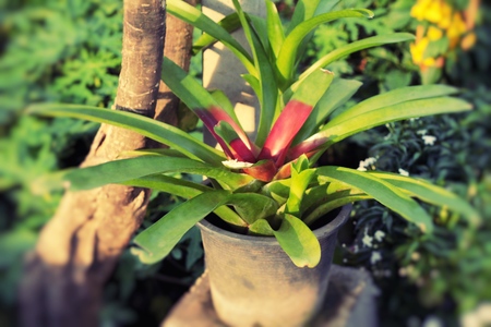 Pineapples flower in the gardenの写真素材