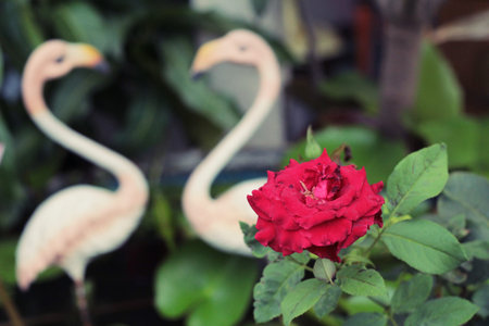 Beautiful roses is blooming in the gardenの写真素材