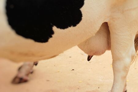 Breast dairy cow is on the farmの写真素材