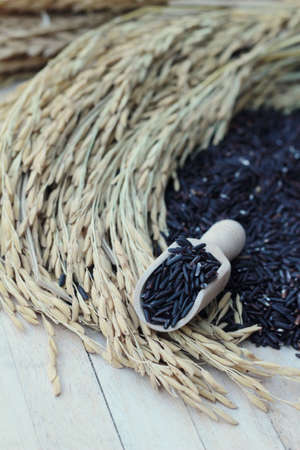 Black jasmine rice or organic riceberry riceの写真素材