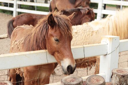 The herd of horses in the farmの写真素材