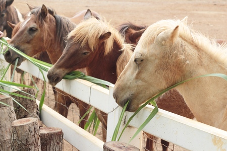 The herd of horses in the farmの写真素材
