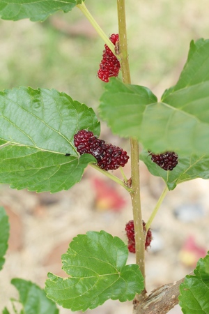 Mulberry organic red and black on treeの写真素材