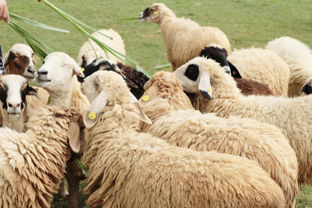 Sheep in the farmの写真素材