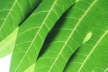 Green leaf with drops of water with natureの写真素材