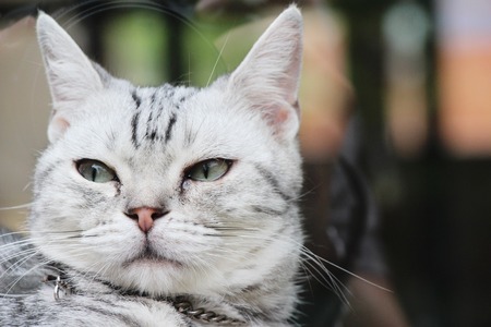 Cat gray cute is sleeping on basketの写真素材