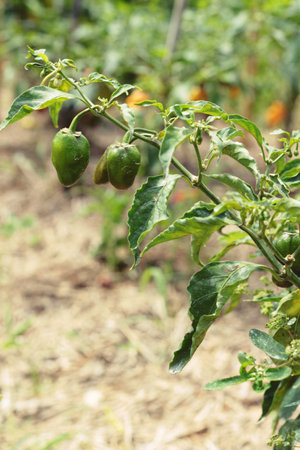 The red peppers on the tree