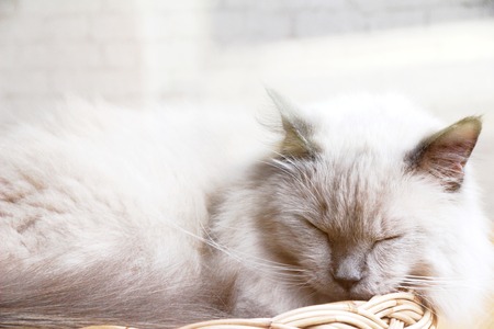 The cat is sleeping on the couchの写真素材