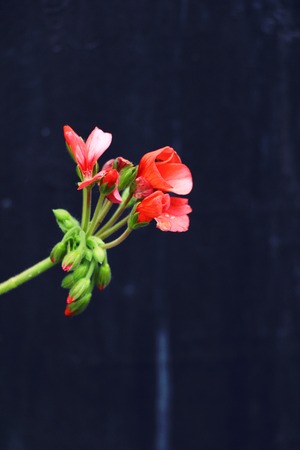 Beautiful bloom colorful flowers in the gardenの写真素材
