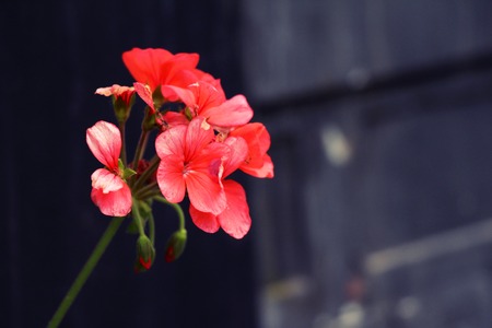 Beautiful bloom colorful flowers in the gardenの写真素材