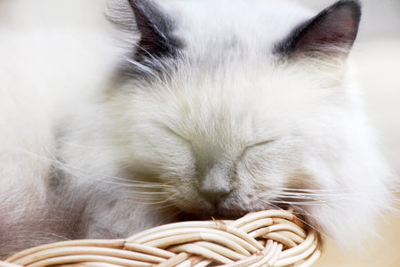 The cat is sleeping on the couchの写真素材