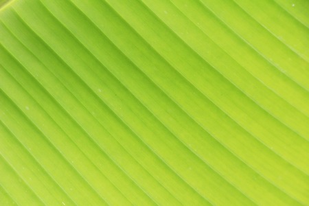 Green leaf background is beauty in natureの写真素材