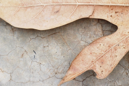 Brown dry leaves on the floorの写真素材