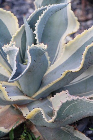 Beautiful the cactus in garden with natureの写真素材