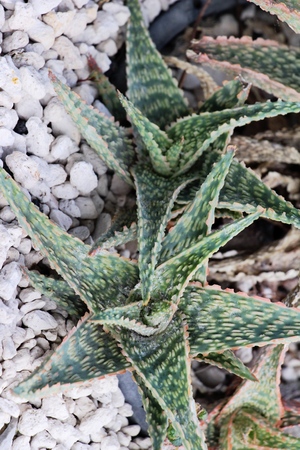 Beautiful the cactus in garden with natureの写真素材