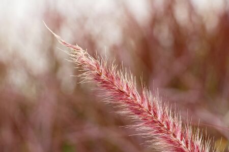 grass flowers in the natureの写真素材