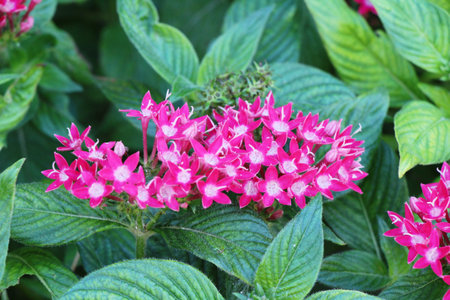 Beautiful bloom colorful flowers in the garden