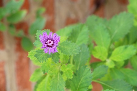 Beautiful bloom colorful flowers in the gardenの写真素材