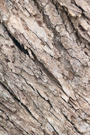 Old wooden beauty wall background and texture