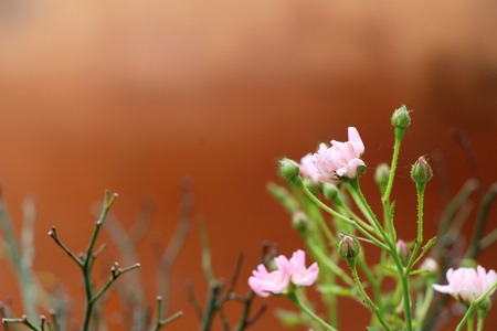 Beautiful bloom colorful flowers in the gardenの写真素材