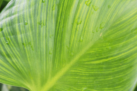 Green leaf in the garden with nature