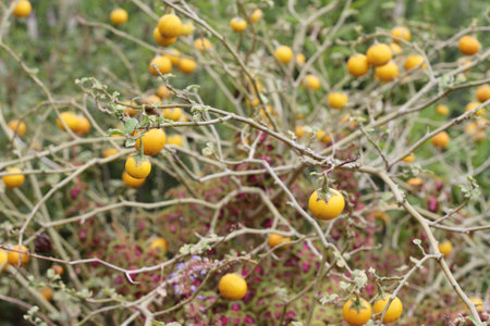 Yellow eggplant on the tree in garden