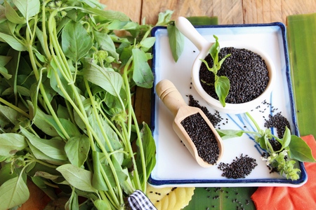 Raw basil seeds for health and basil leavesの写真素材