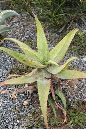 Beautiful the cactus in garden with natureの写真素材
