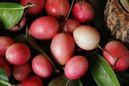 Karonda fruit is delicious on black backgroundの写真素材