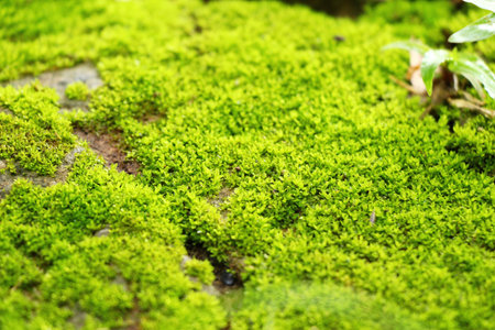Green moss on rock floor with nature
