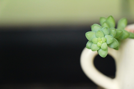 Beautiful small the cactus in the potの写真素材