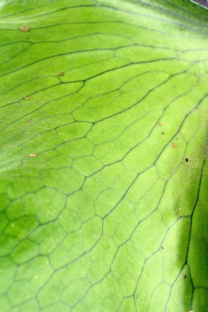Green leaf background is beauty in natureの写真素材