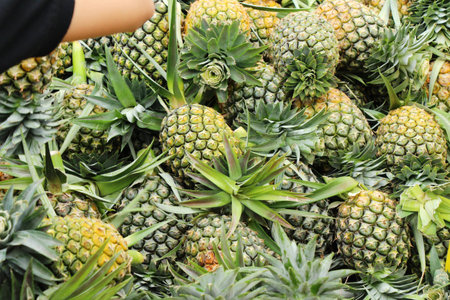 Fresh pineapple is delicious in the market