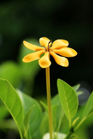 Yellow flower is beauty in the gardenの写真素材