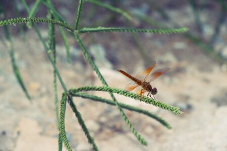 Dragonfly on the treeの写真素材
