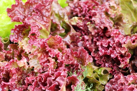 Fresh lettuce for health in the gardenの写真素材