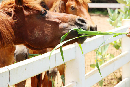 The herd of horse in the farmの写真素材