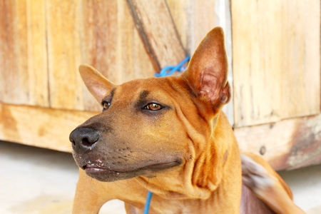 Brown dog cute is staring on floorの写真素材