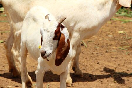 Goats in the farm with the natureの写真素材