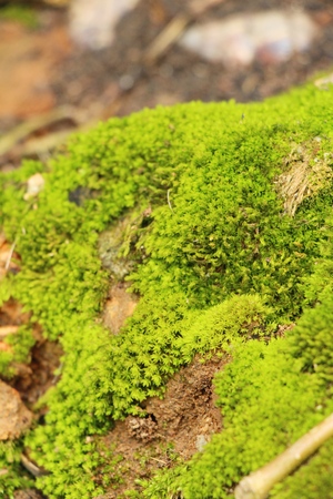 Green moss on rock floor with natureの写真素材