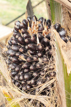 Palm oil bunch on tree in nature