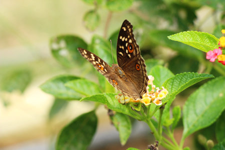 Beautiful colorful flowers with butterfly in garden