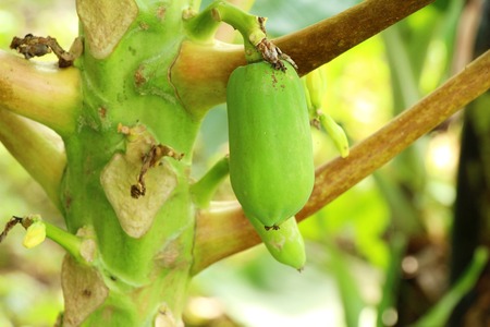 Papaya hanging on tree with in nutureの写真素材