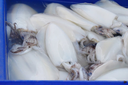 Fresh squid for cooking in the market